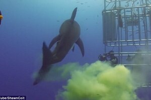 咬不到你我還有別的方法！大白鯊游過鐵籠排出「綠色毒雲」環繞潛水員！