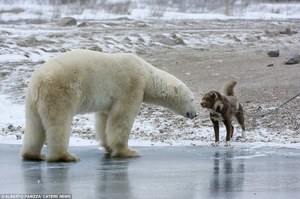 雪橇犬被主人綁在岸邊，這時突然有隻巨大北極熊朝牠逼近，沒想到結局跌破眾人眼鏡！