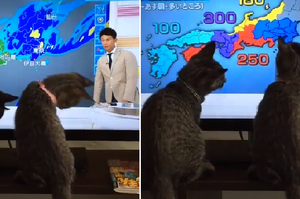誰管颱風來不來！小貓認真地收看「颱風動態」，但他們的視線卻始終盯著...播報員的逗貓棒！