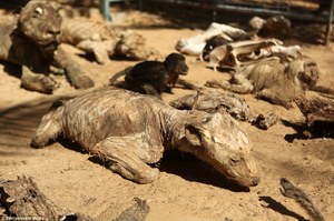 心酸！因為人類的戰爭，這個動物園裡的動物竟然被活活餓死成為一具具木乃伊！