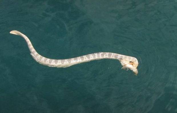 男子出海捕魚發現海中條狀奇形異獸，靠近一看發現竟然是「奪命殘