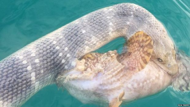 男子出海捕魚發現海中條狀奇形異獸，靠近一看發現竟然是「奪命殘