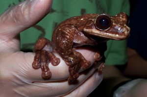 這禮拜已確認！最後一隻巴拿馬樹蛙死在動物園棲息區裡，原本是延續品種存亡的一大希望