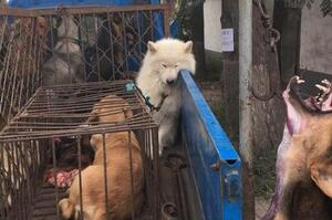 中國網友看到狗販子車上一隻薩摩耶眼神黯淡無光癱軟不動，心碎不已卻無能為力