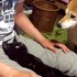 橫刀奪愛！貓咪一臉陶醉地躺在主人腳上，柴犬卻只能一臉哀怨的看著主人的膝蓋被霸佔...把我把拔還來QQ