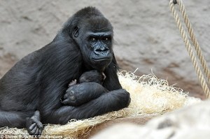 太扯了吧！？動物園猩猩一直過度肥胖，直到生出小寶寶才讓動物園發現原來是懷孕！