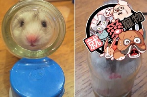 阿阿阿有地震！聰明的小倉鼠遇到地震，急中生智竟躲進「玻璃瓶」去，真是讓人萌的一臉血阿！
