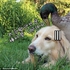 四隻鴨子瘋狂追求黃金獵犬「想交配」，大暖汪黃金獵犬無奈只能到處跑