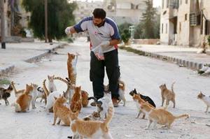 戰亂下的救貓天使，他在敘利亞照顧數以百隻的貓咪