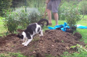 主人每次做園藝都要搞好久，因為貓咪堅持每一次都要「幫忙」主人做園藝