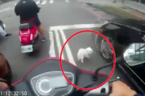 台灣女子騎車載狗未綁狗繩，狗狗等紅燈跳車差點被撞！ヽ(#`Д´)ﾉ