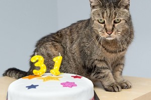也許會成為世界上最長壽的貓！貓咪26年前選擇了牠的主人，現在31歲還想要繼續享受貓生