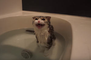 貴妃出浴！貓咪舒服踏進浴缸後，不久後卻不滿意的喵喵叫：「奴才，熱水不夠熱啦！」