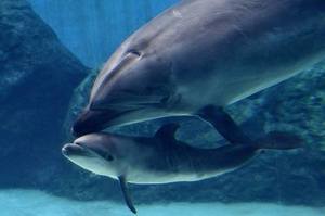 日本水族館「海豚媽媽殺死自己4天大的小孩」...因為牠不想讓孩子過上一輩子的囚禁生活！