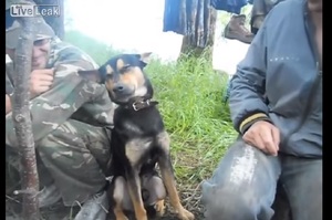 好想睡！昨晚失眠的軍犬抵擋不住睡魔的威力，一大早值勤時精神有夠不濟：「兄弟，肩膀借我靠一下吧...zZz」