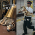 同樣是坐車逃票，東京貓和戰鬥民族狗爽歪歪，然而日本某柴犬：「這是品種歧視！」