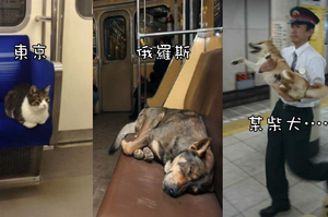 同樣是坐車逃票，東京貓和戰鬥民族狗爽歪歪，然而日本某柴犬：「這是品種歧視！」