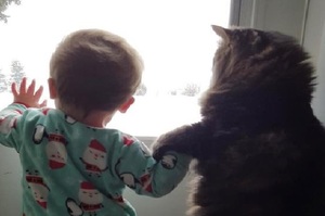 融化了！貓咪牽著寶寶霸氣「宣示主權」，用力牽著牠要求一起看雪：「把手伸出來讓我握著！」