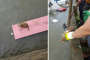 人性的光輝！韓國釜山遭颱風芙蓉摧殘嚴重，好心人分出心力拯救被困水中的可憐貓咪