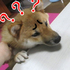 主人DIY「柴犬吐司」讓柴柴超疑惑！主人緊接著做了這個動作....柴柴的心靈全塌了！！