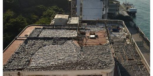 香港大樓樓頂撲滿「成千上萬」！每年千萬隻被傷害等死，一切都是我們的「貪慾」...