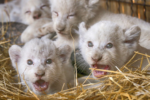 動物園誕生5隻罕見「白獅子」超可愛！但是看到獅爸爸的表情卻不太爽...？