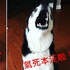 不要再碎碎唸了！二哈做錯事被媽媽罵，竟理直氣壯頂嘴到燒聲：千錯萬錯絕對不是本汪的錯！