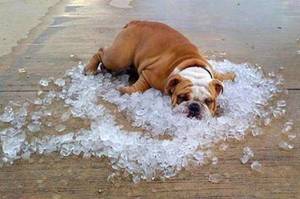 狗狗主人必知：如何避免狗狗中暑？夏天好熱狗狗體溫飆高怎麼辦？又要怎麼判斷狗狗已經中暑呢？