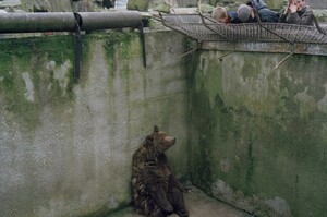 動物園可愛表面下的悲傷與哀愁 這張照片是這些動物悲歌的縮影
