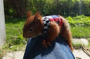 丹麥暖男大叔救了一隻受傷小松鼠，為牠製作專屬毛衣還被貓咪收養！