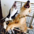 誰說黃金獵犬是「暖汪」的？看完這組照片才發現...黃金獵犬根本是「悶騷」啊！(ﾉ>ω<)ﾉ