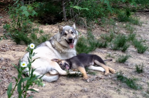 上樑不正下樑歪！調皮的野狼帶小小德國牧羊犬一起玩，原本正經的狗狗整個被帶歪啦！