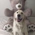 好療癒！黃金獵犬和泰迪熊玩信任遊戲，一臉開心的「撲通」倒下去：我把全部都給你喔～