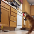 又愛又怕受傷害！小柴犬明明超愛吃東西，但每次主人倒完飼料後柴柴就會「倒退三步」，到底是要不要吃啊？