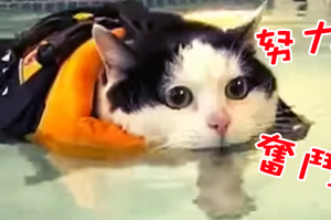 「胖貓游泳減肥」畫面太萌，女主播報導笑到停不下來！