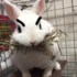 日本一兔子不滿主人拿走牠的草，咬一大口生氣抗議反而萌慘了網友！