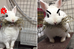日本一兔子不滿主人拿走牠的草，咬一大口生氣抗議反而萌慘了網友！
