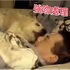 主人死不起床怎麼辦？讓專業的來！小拉拉表示：「已強吻處理！」（影片）
