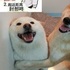 就是這麼霸氣！柴柴壁咚展現男子氣概，卻被白柴老婆「反」壁咚...這老婆太霸氣我會怕！
