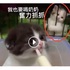 「為什麼只有牠吃！！」這些怨念超深的小貓在這隻正在吃東西的小貓背後都急瘋啦！（影片）