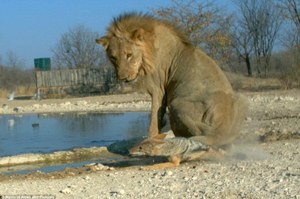 狐狼路過雄獅後面被一屁股壓住，狐狼覺得尊嚴被坐沒了憤怒的對雄獅咆哮！獅：「小傢伙，冷靜一點好不好」