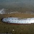 海邊沖上一隻5公尺具魚，在東南亞被認為是「海龍王」，在歷史上被認為是海怪傳說的原型之一