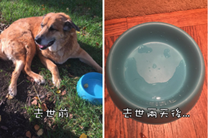 女子15歲愛犬不幸病逝，狗碗留下「最後的信息」讓主人和網友們淚崩