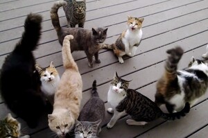 根本討債集團！12隻貓咪每天準時出現在農夫家門口，集體威脅他：不放飯就別想出家門