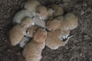 八隻未開眼小貓互相依偎取暖，五個星期後...網友疲乏的身心瞬間被療癒了！