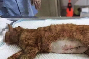 超驚險！貓咪不幸車禍死亡，醫生發現牠已懷孕，剖腹的結果..讓大家心驚肉跳！