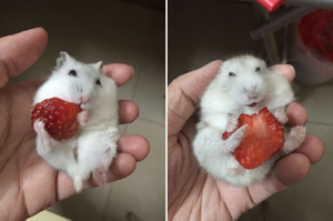 主人給倉鼠半顆草莓，倉鼠的反應讓最堅強的人都心軟了！
