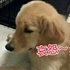「人家的飯被吃了Q__Q」這隻黃金飯被吃掉的臉真的太哀怨了！主人表示：「我再買800袋飼料！！」