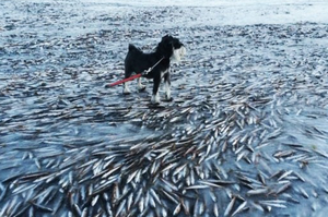 挪威海洋極凍結冰，湖中一群魚成「冷凍罐頭」，不遠處一隻鹿也難以倖免！
