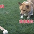 眼看小主人拿不到球，這隻柯基接下來的超暖心舉動...天阿！讓所有人都融化了！！（動圖）